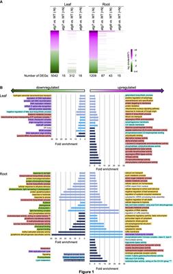 Biological insights from multi-omics analysis strategies: Complex pleotropic effects associated with autophagy